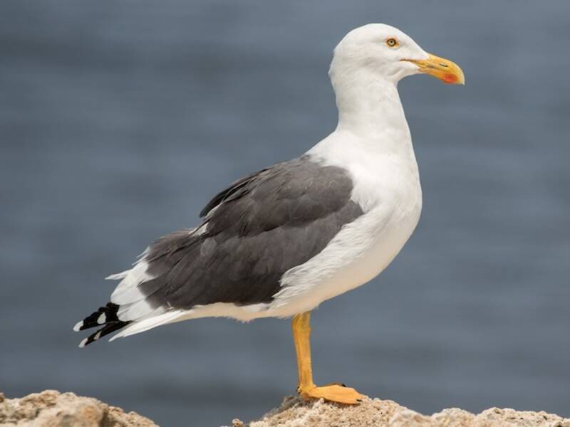 Gaviota Patiamarilla, Fotos 2