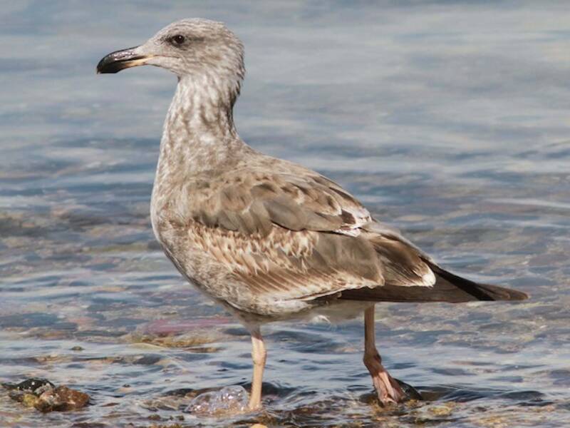Gaviota Patiamarilla, Fotos 4