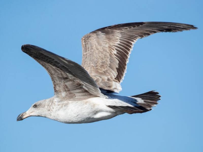 Gaviota Patiamarilla
