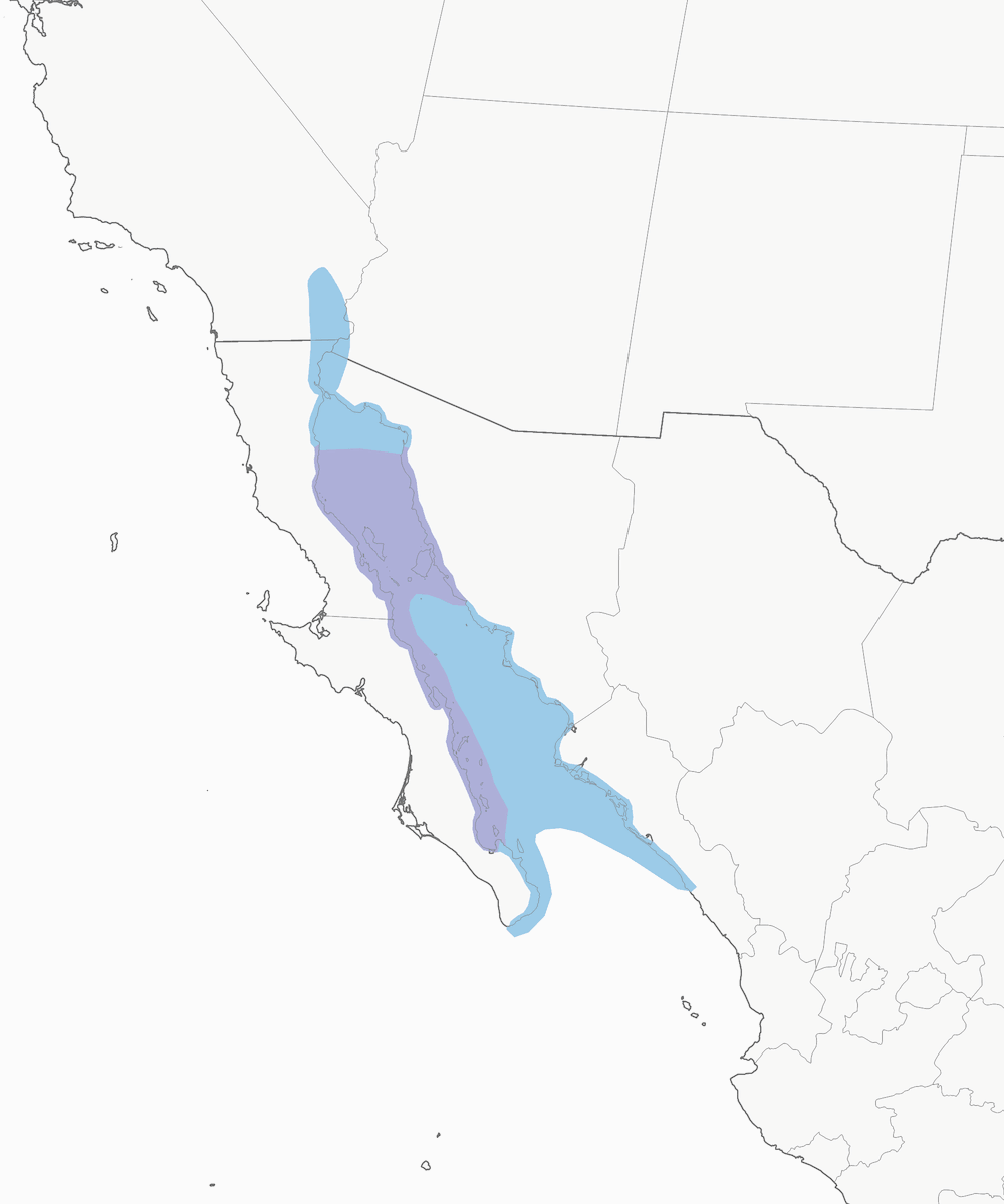 Gaviota Patiamarilla, Distribución 1