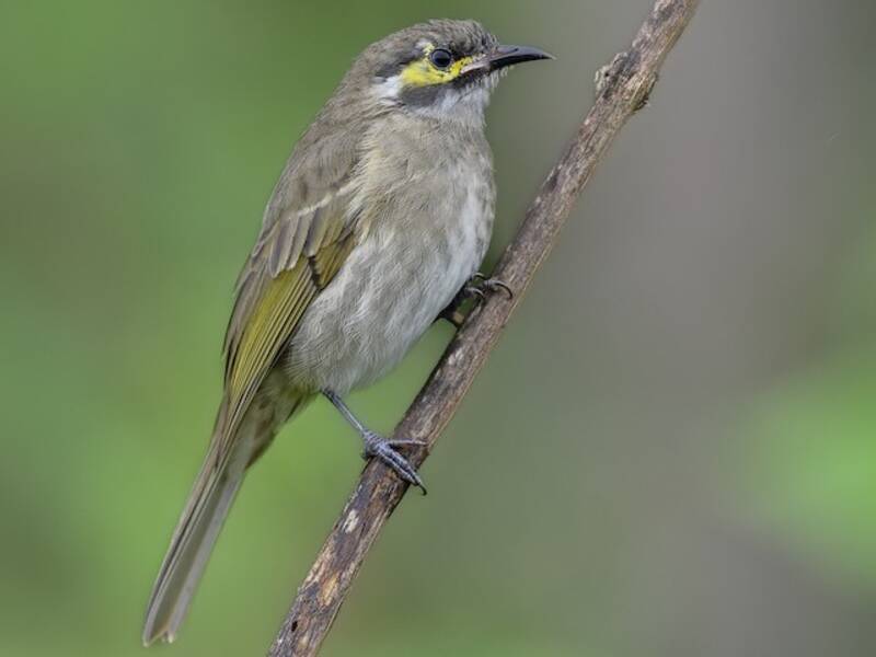 Yellow-faced Honeyeater, Photos 3