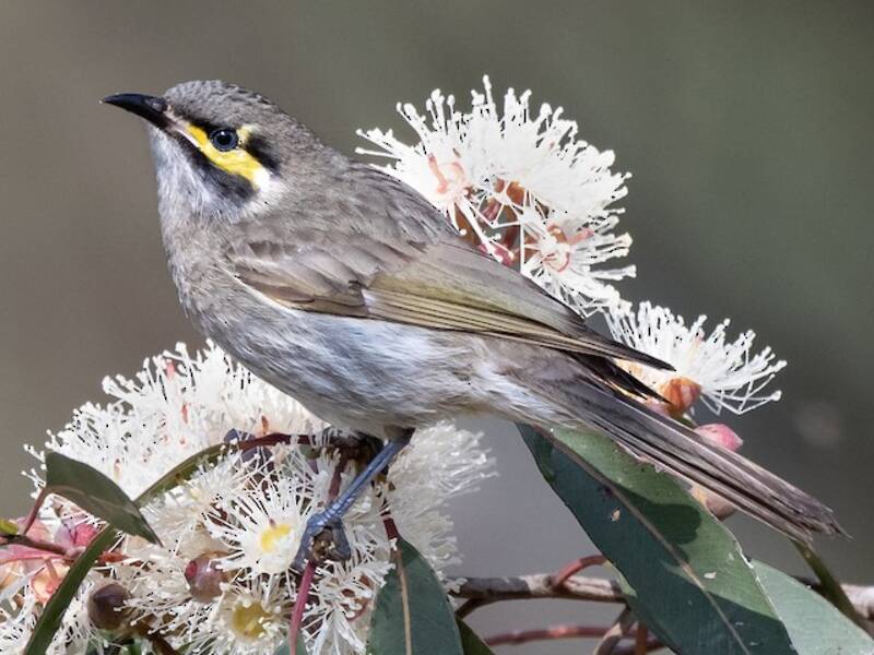 Yellow-faced Honeyeater (Caligavis chrysops)