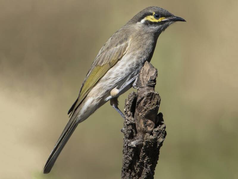 Yellow-faced Honeyeater, Photos 2