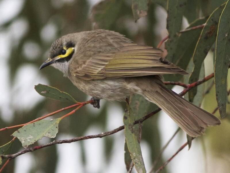 Yellow-faced Honeyeater, Photos 4