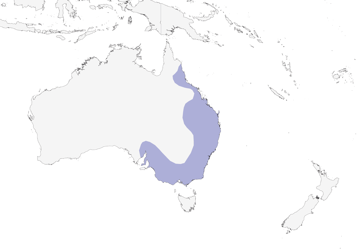 Yellow-faced Honeyeater, Distribution 1