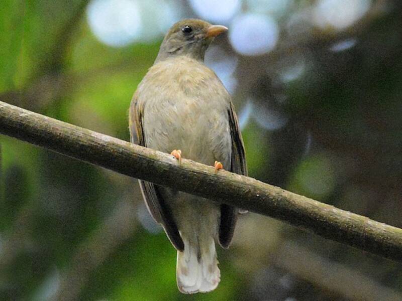 Yellow-footed Honeyguide, Photos 4