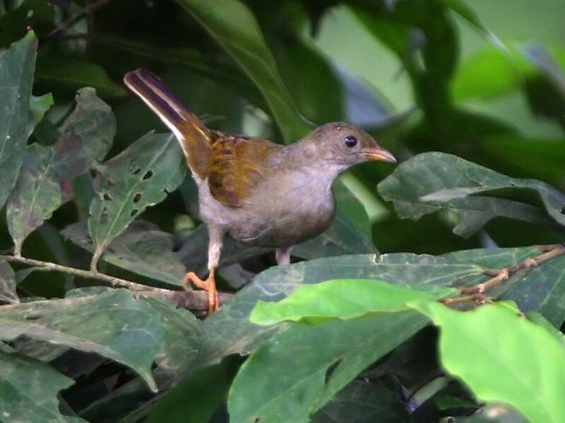 Yellow-footed Honeyguide, Photos 2
