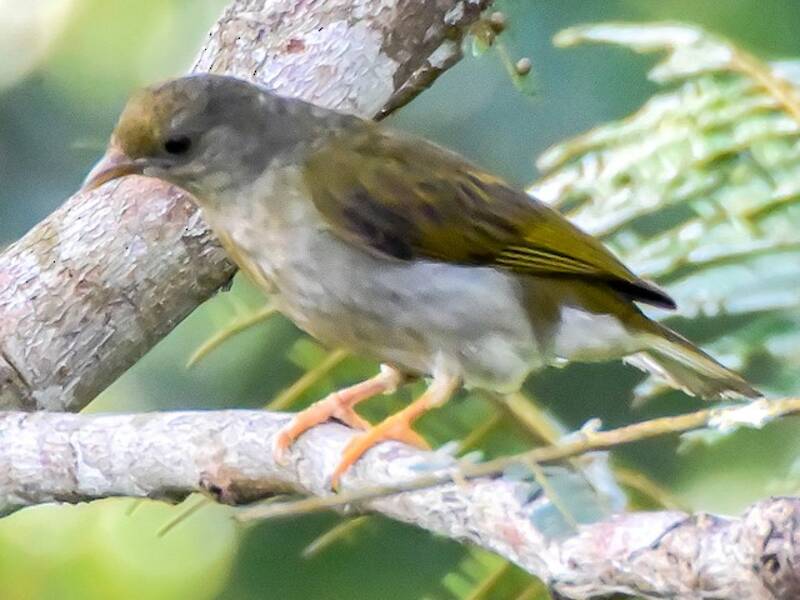 Yellow-footed Honeyguide