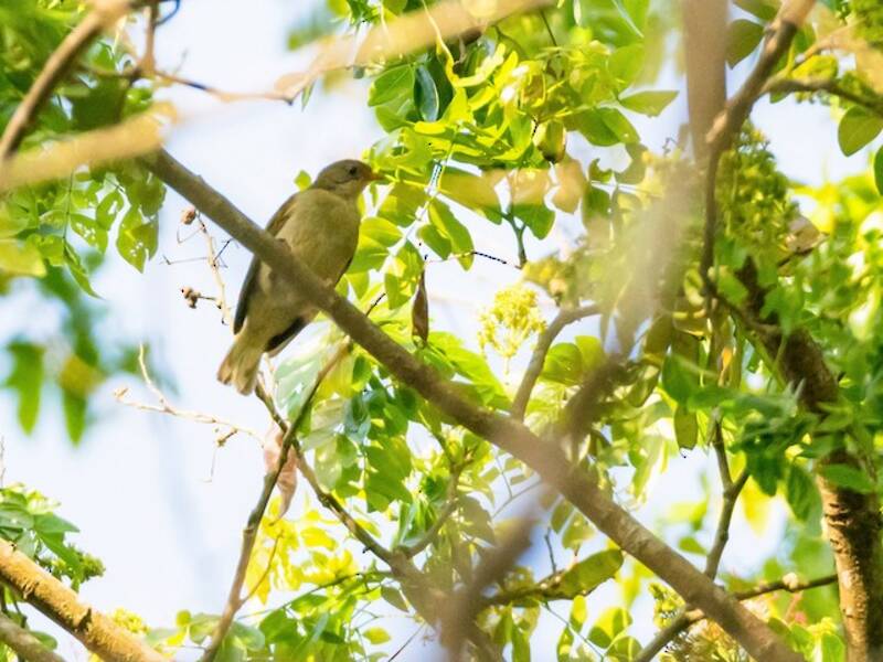Yellow-footed Honeyguide, Photos 3