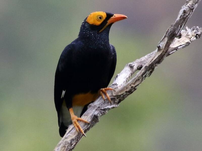 Yellow-faced Myna, 照片 3
