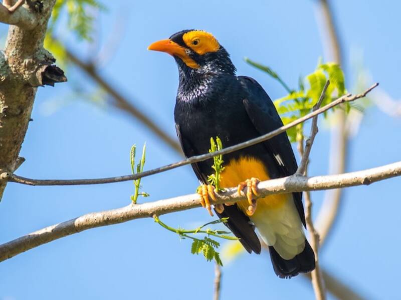 Yellow-faced Myna
