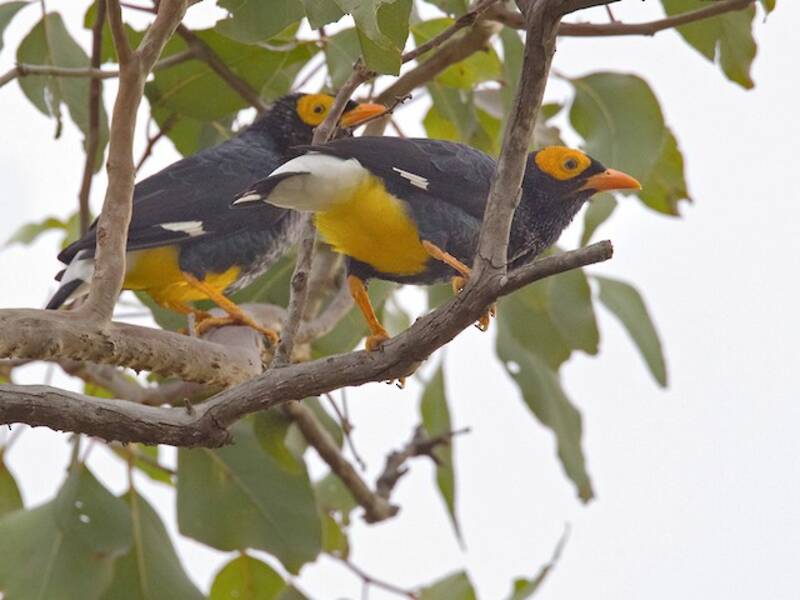 Yellow-faced Myna, 照片 2