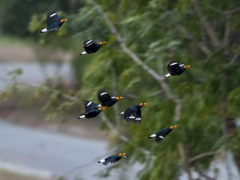 Yellow-faced Myna, 照片 4