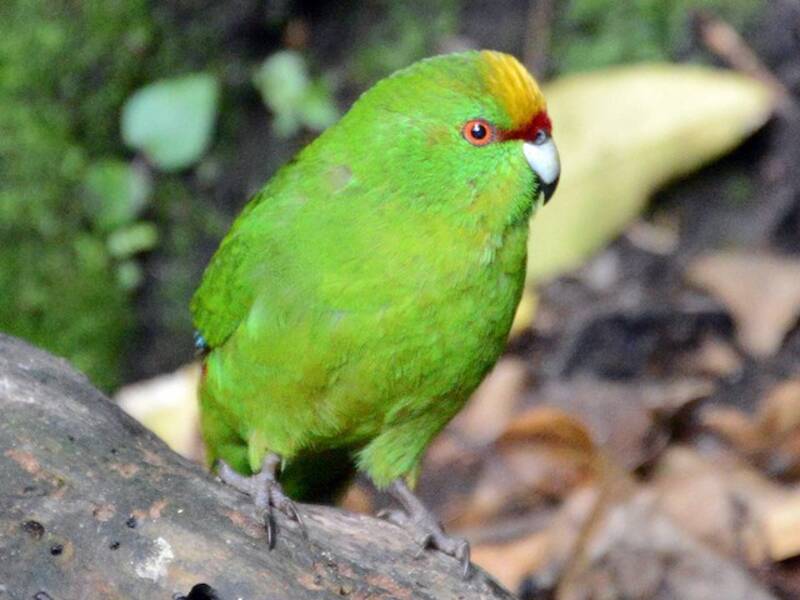 Yellow-crowned Parakeet