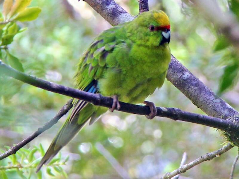 Kakariki à tête jaune, Photos 2