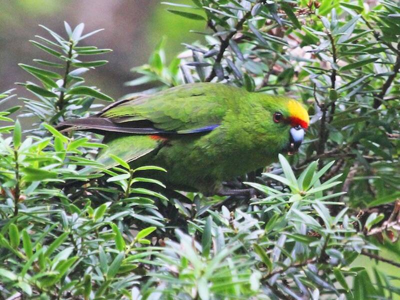 Kakariki à tête jaune, Photos 3