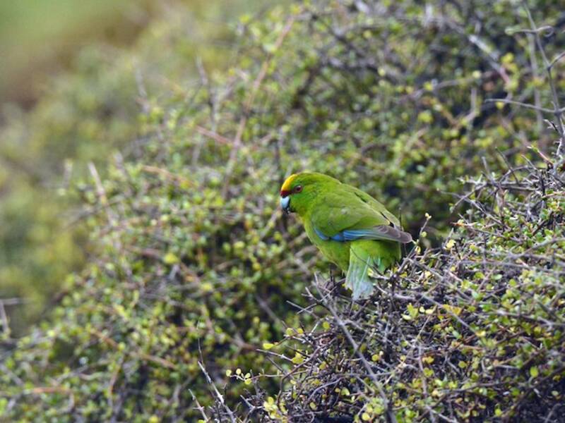 Kakariki à tête jaune, Photos 4