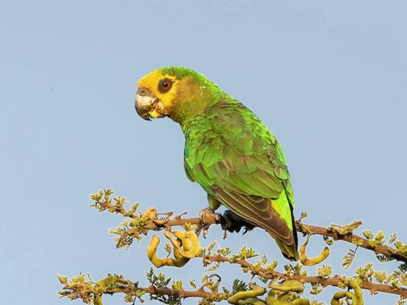 Amazone à front jaune, Photos 3