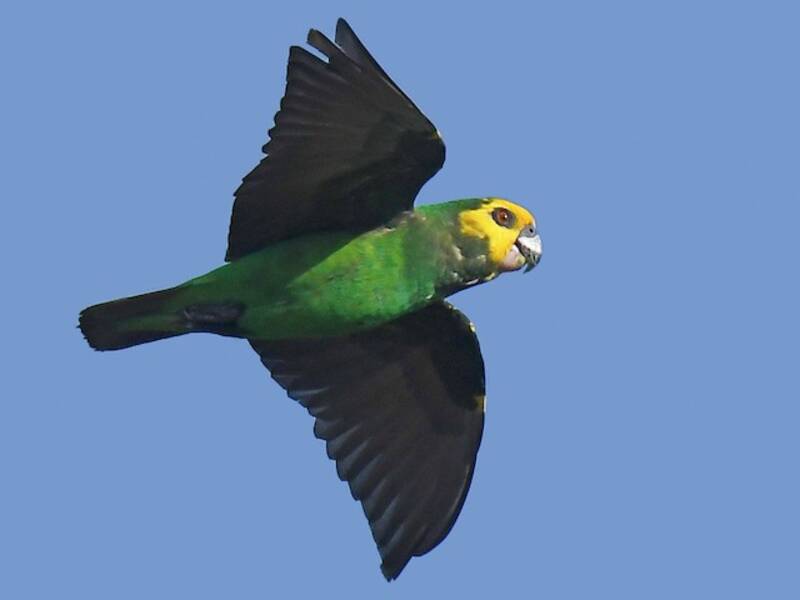 Amazone à front jaune, Photos 2