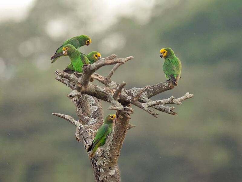 Yellow-fronted Parrot