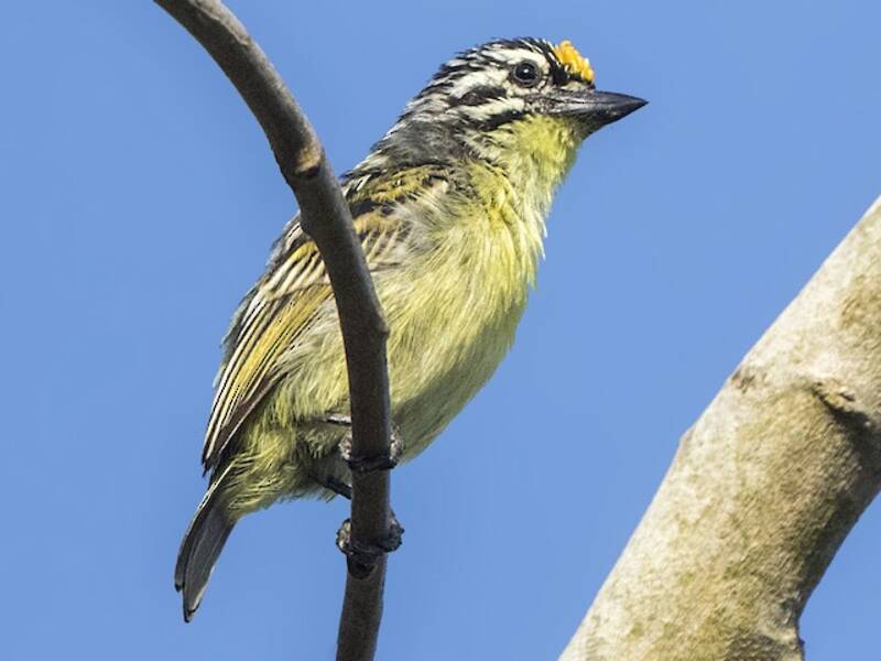 Barbetto nanerotto dalla fronte gialla, Foto 4