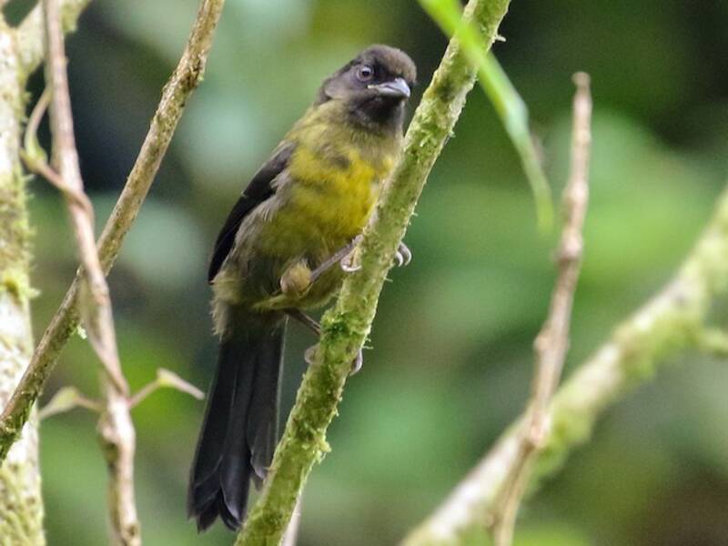 Atlapetes Verdiamarillo
