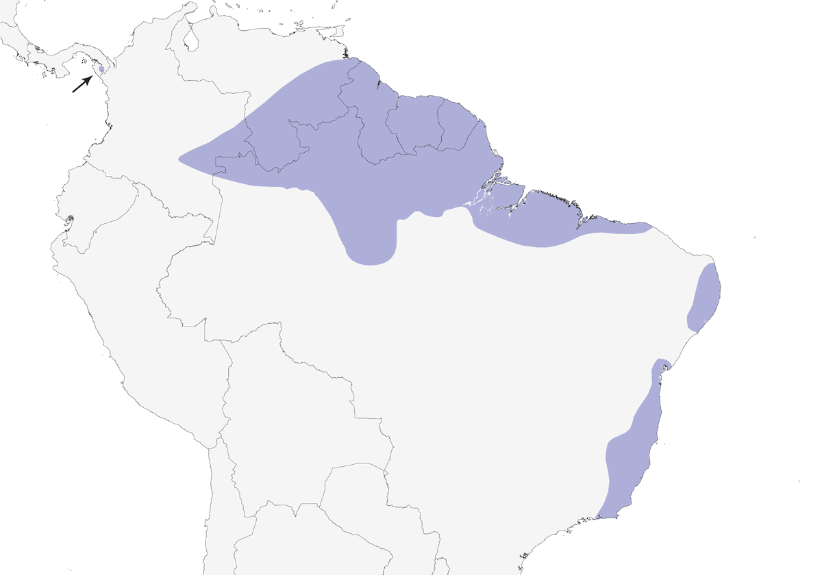 Picogordo verdiamarillo, Distribución 1