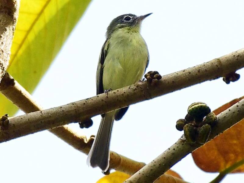 Tirannello giallo-verde