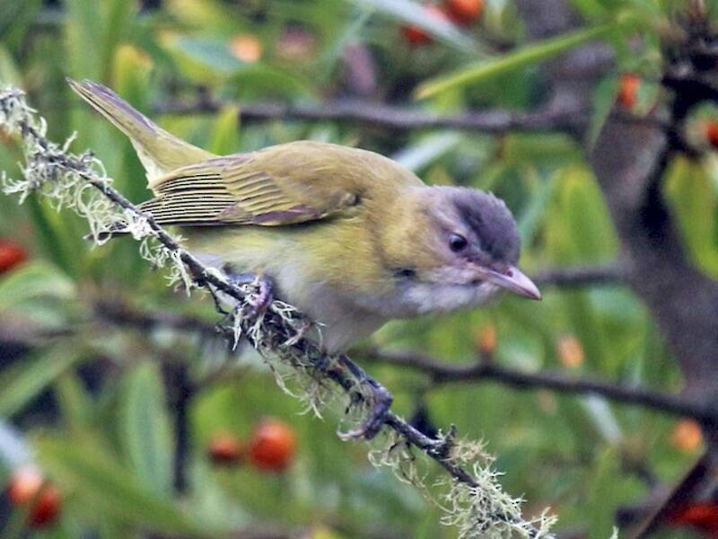 Vireo giallo-verde, Foto 4