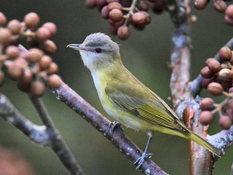 Vireo giallo-verde, Foto 3