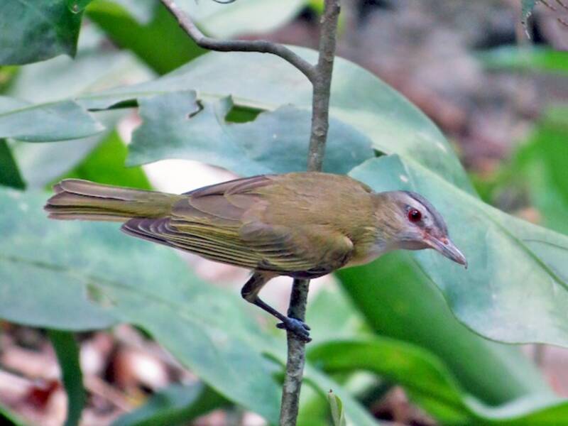 Vireo giallo-verde, Foto 2