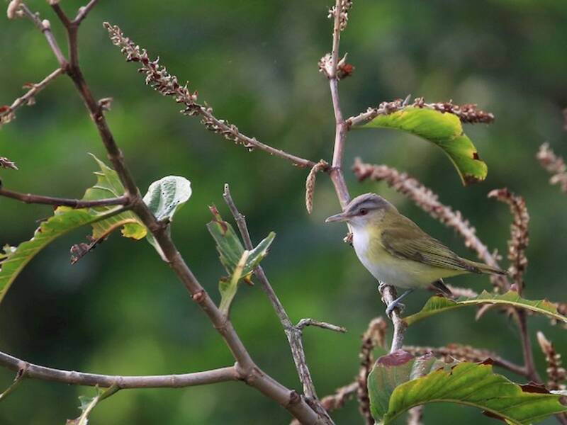 Vireo Verdiamarillo