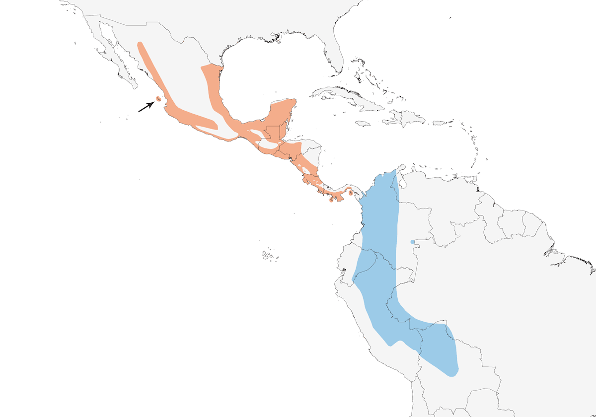 Vireo giallo-verde, Distribuzione 1