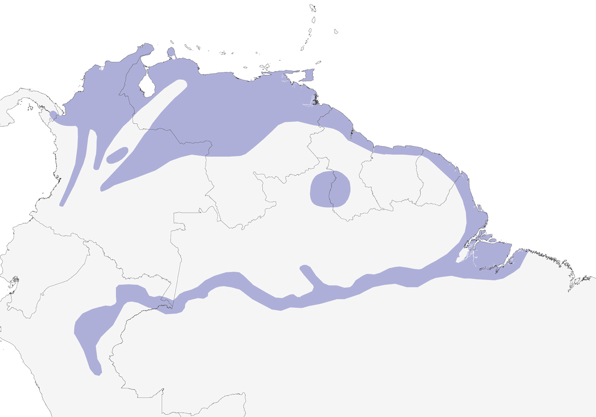 Tordo Encapuchado Amarillo, Distribución 1