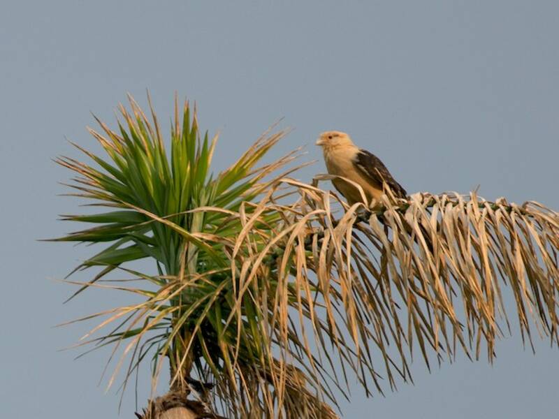 Yellow-headed Caracara (Daptrius chimachima)
