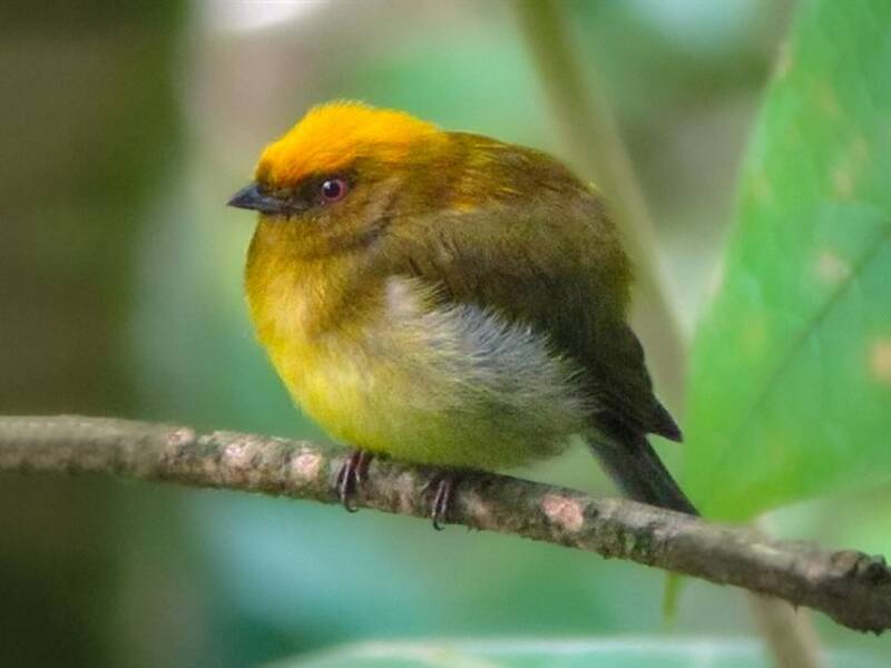 Manakin à tête jaune, Photos 3