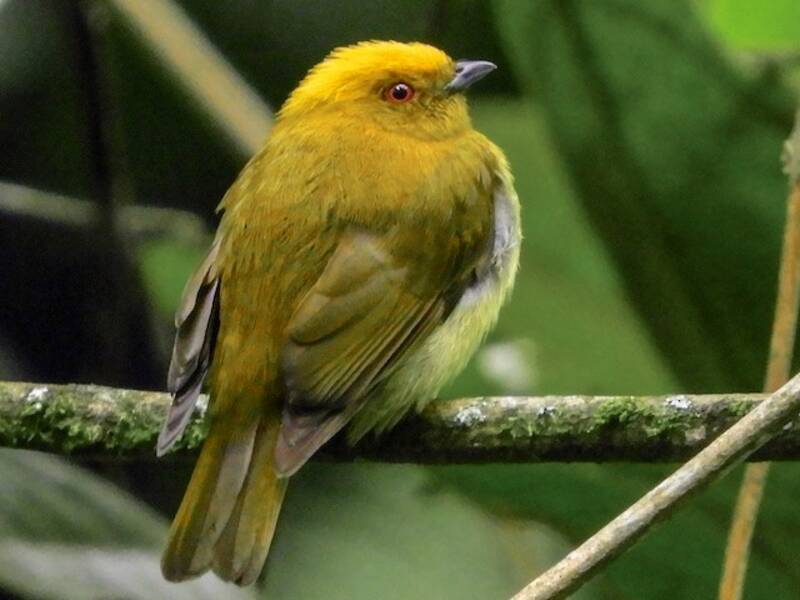 Manakin à tête jaune, Photos 2