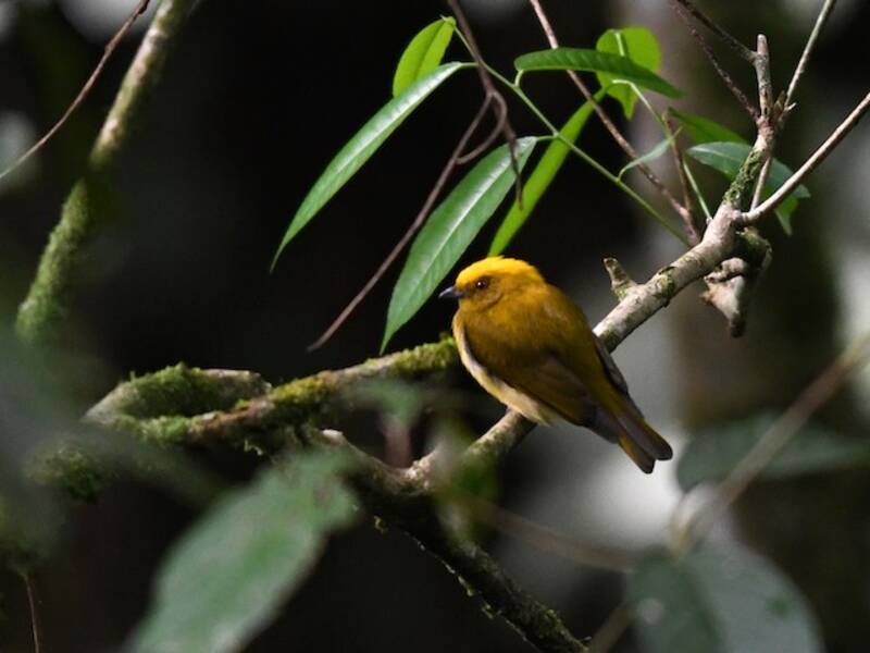 Manakin à tête jaune, Photos 4