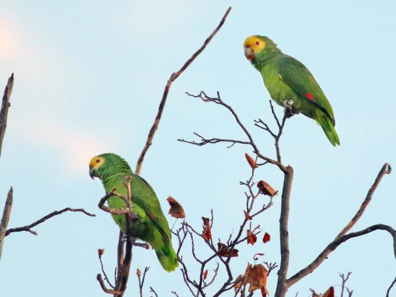 Yellow-headed Amazon (Amazona oratrix)