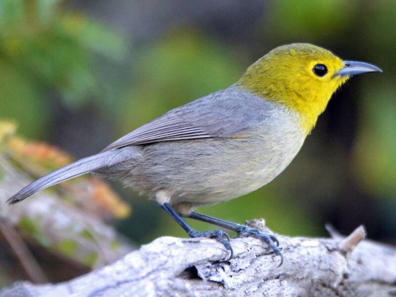 Yellow-headed Warbler, Photos 3