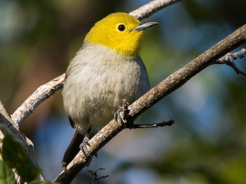 Yellow-headed Warbler, Photos 2