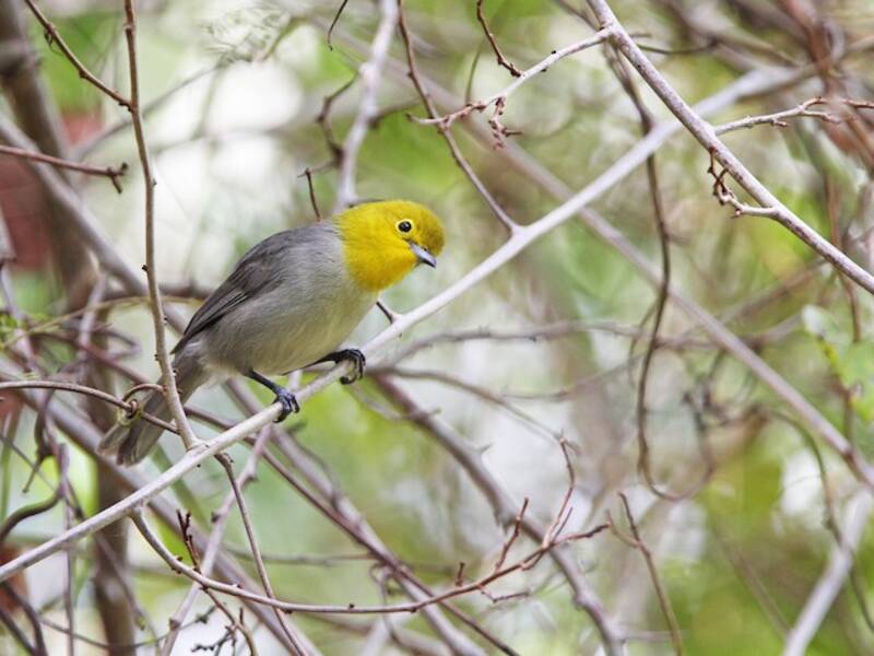 Yellow-headed Warbler, Photos 4