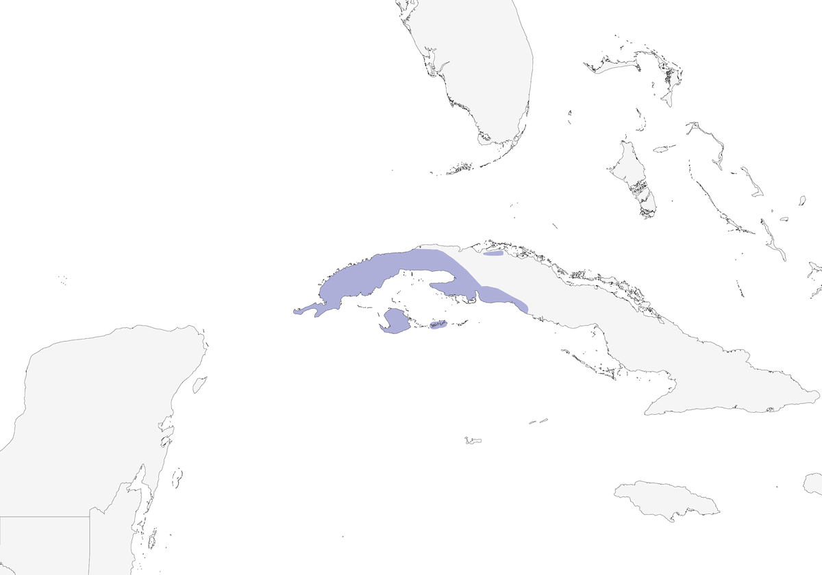 Yellow-headed Warbler, Distribution 1