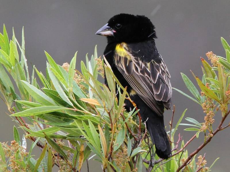 Yellow Bishop, Photos 3
