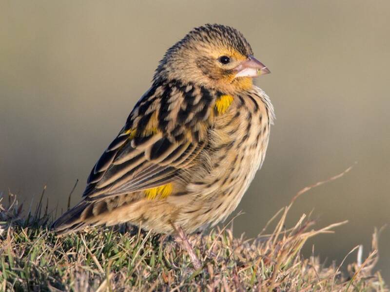 Yellow Bishop, Photos 2