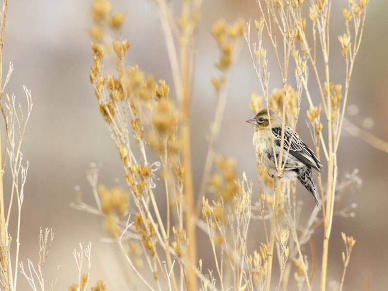 Yellow Bishop, Photos 4