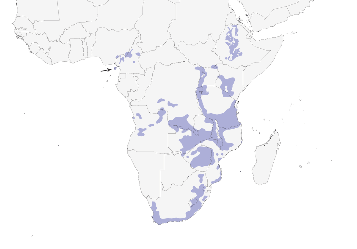 Yellow Bishop, Distribution 1
