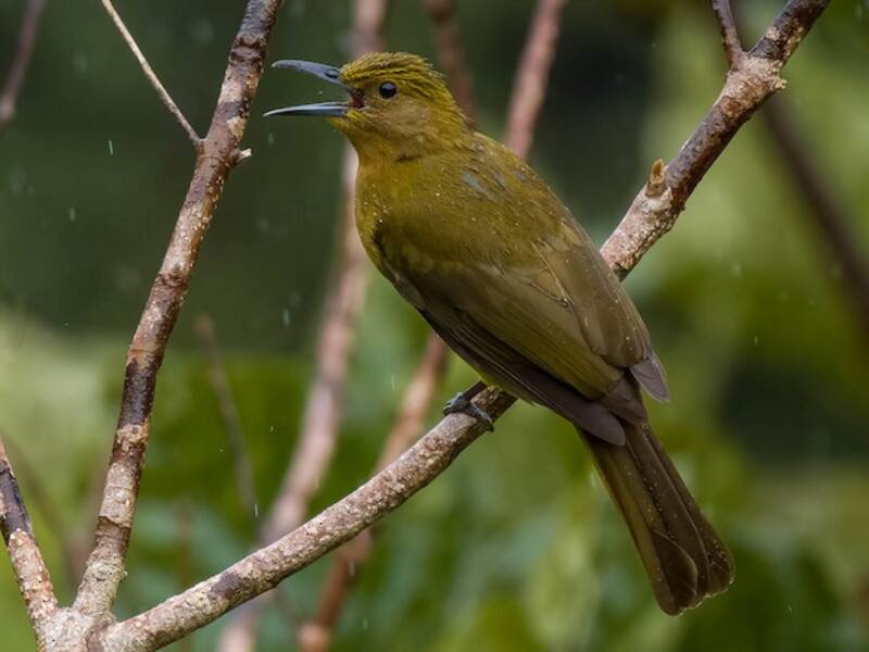 Bulbul Amarillento, Fotos 3