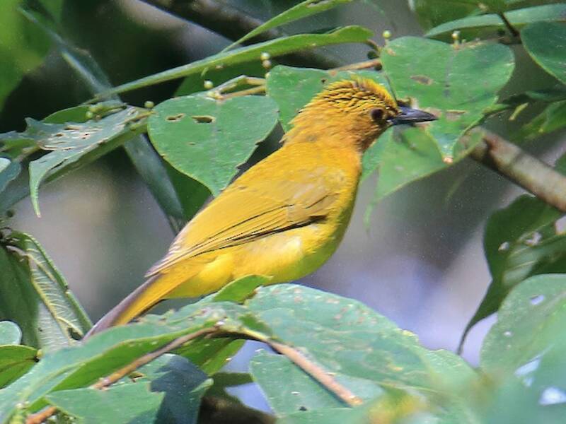Bulbul Amarillento, Fotos 4