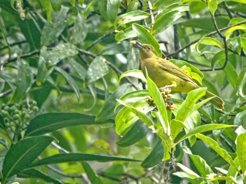Bulbul Amarillento